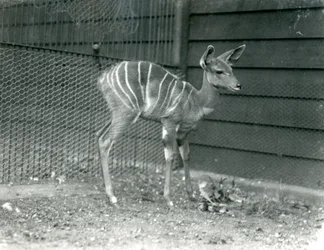 Young Lesser Kudu at London Zoo, 1914